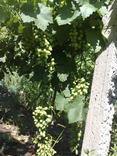 30062012 victoria - VITA DE VIE 2012