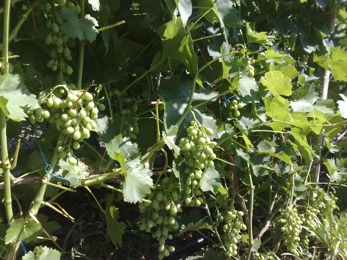 30062012italia - VITA DE VIE 2012