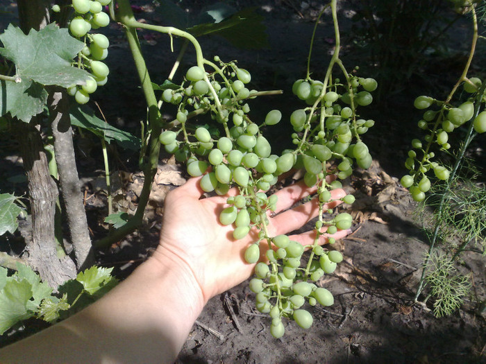 30062012 musc de alex - VITA DE VIE 2012