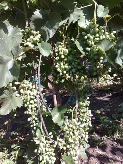 30062012tereza - VITA DE VIE 2012