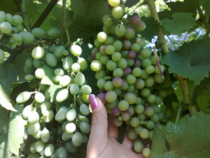 30062012terez si esther - VITA DE VIE 2012