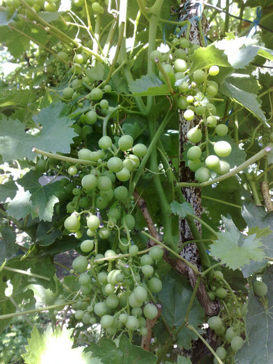 300620122 cardinal - VITA DE VIE 2012