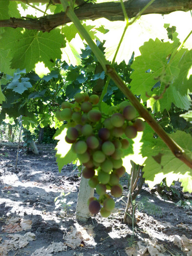 30062012 - VITA DE VIE 2012