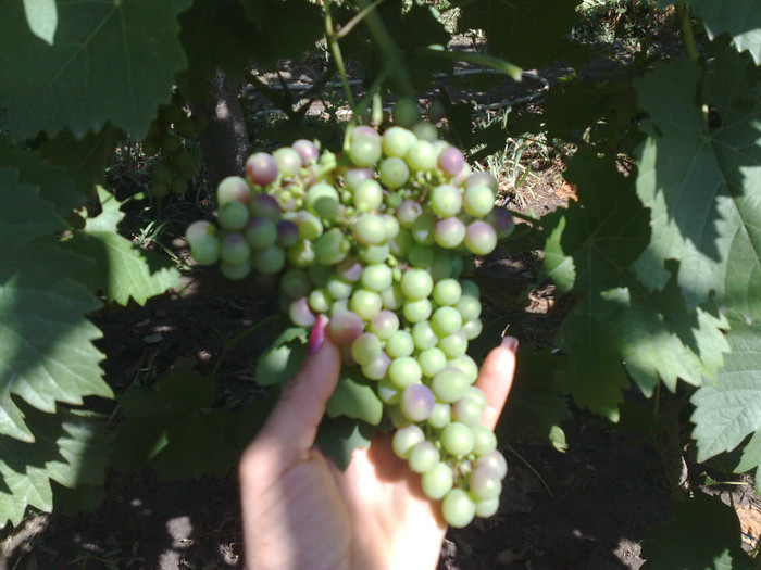 30062012 esther - VITA DE VIE 2012