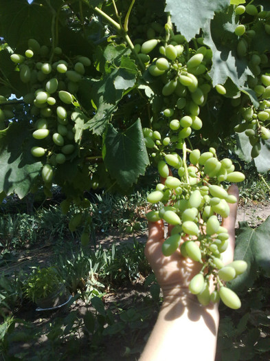 30062012victoria - VITA DE VIE 2012