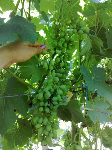 30062012 - VITA DE VIE 2012