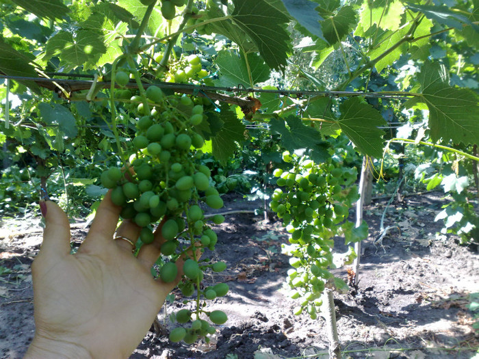 30062012 napoca - VITA DE VIE 2012