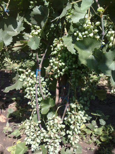 30062012 - VITA DE VIE 2012