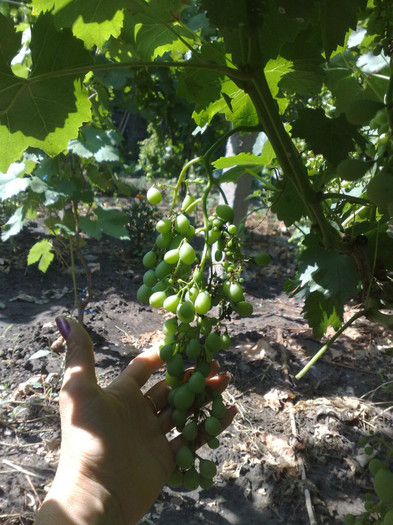 30062012 - VITA DE VIE 2012