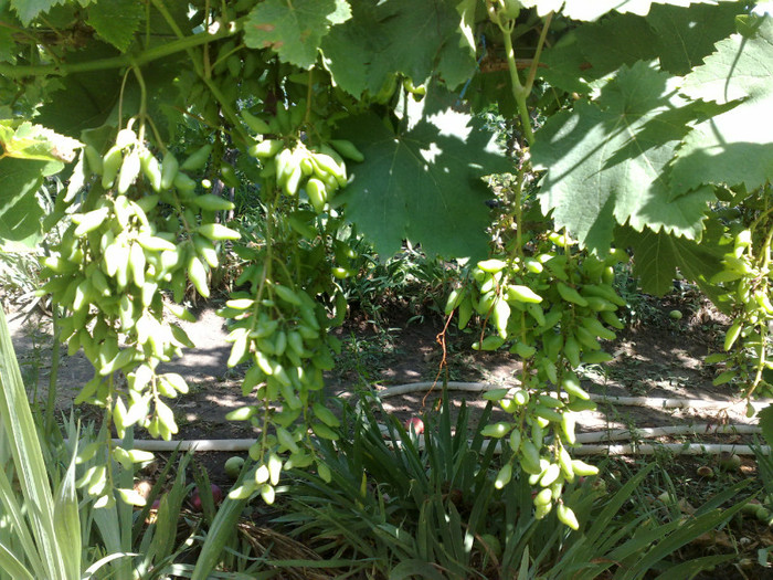 30062012 suvenir - VITA DE VIE 2012