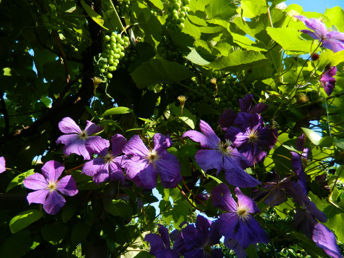 DSCN9315 - IUNIE 2 2012