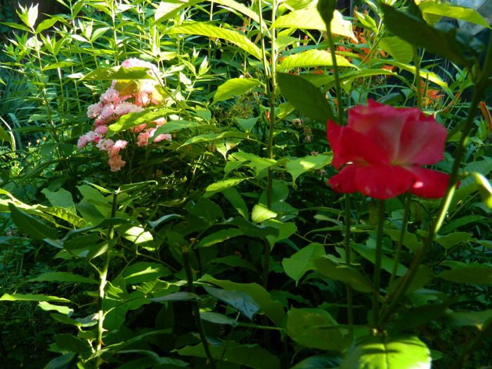 DSCN9317 - IUNIE 2 2012