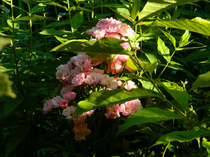 DSCN9320 - IUNIE 2 2012