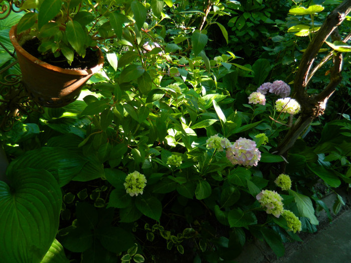 DSCN9321 - IUNIE 2 2012
