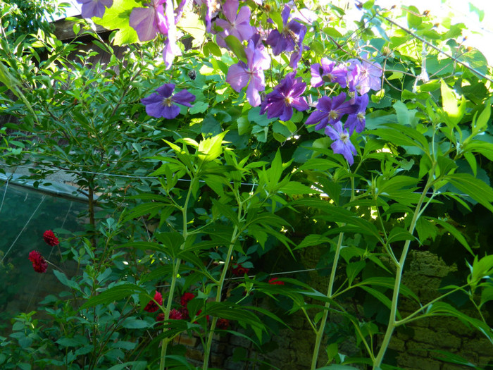 DSCN9335 - IUNIE 2 2012