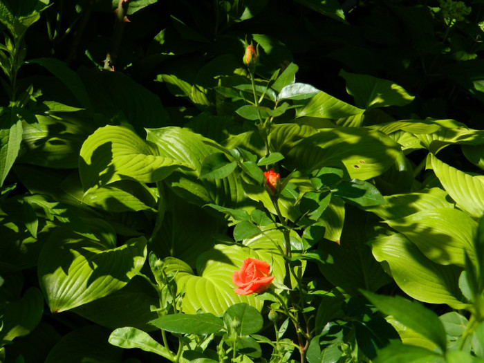 DSCN9367 - IUNIE 2 2012