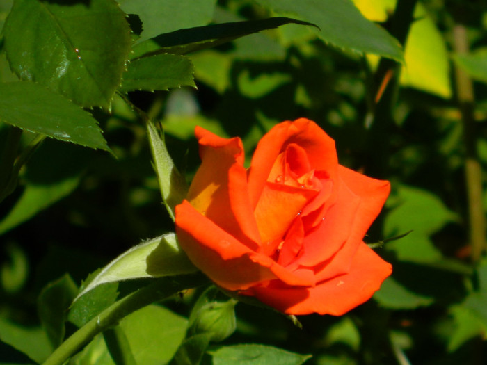 DSCN9371 - IUNIE 2 2012