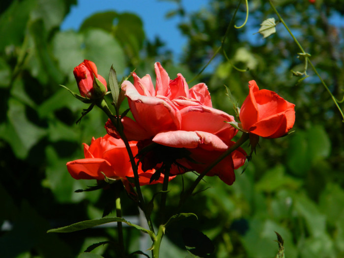 DSCN9373 - IUNIE 2 2012