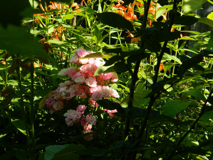 DSCN9380 - IUNIE 2 2012
