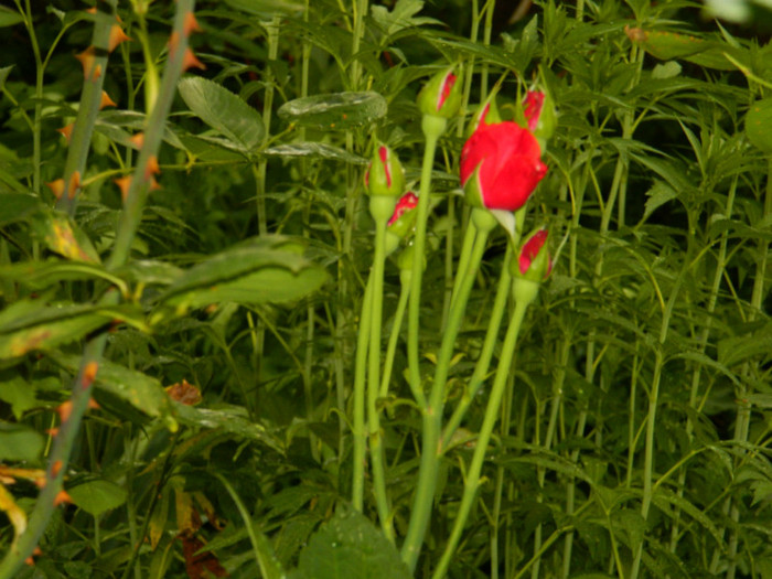 DSCN9399