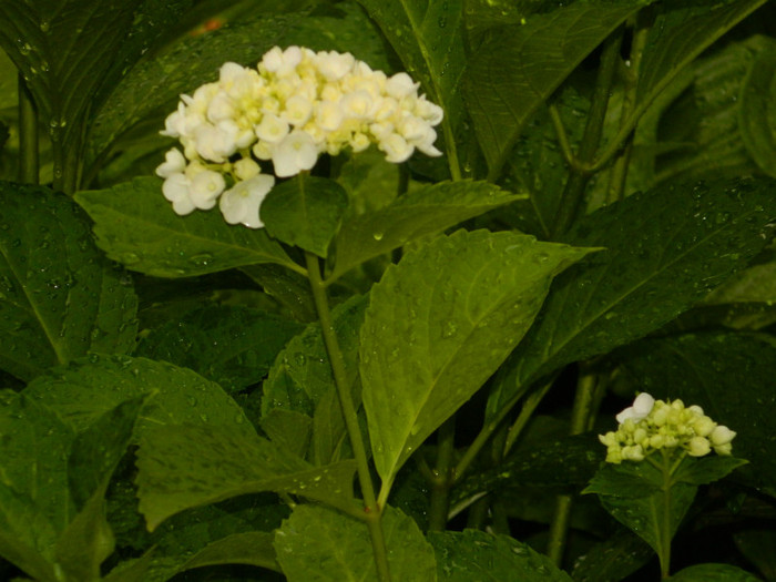 DSCN9421