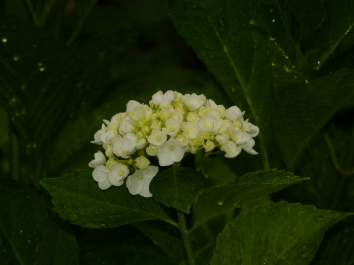 DSCN9422