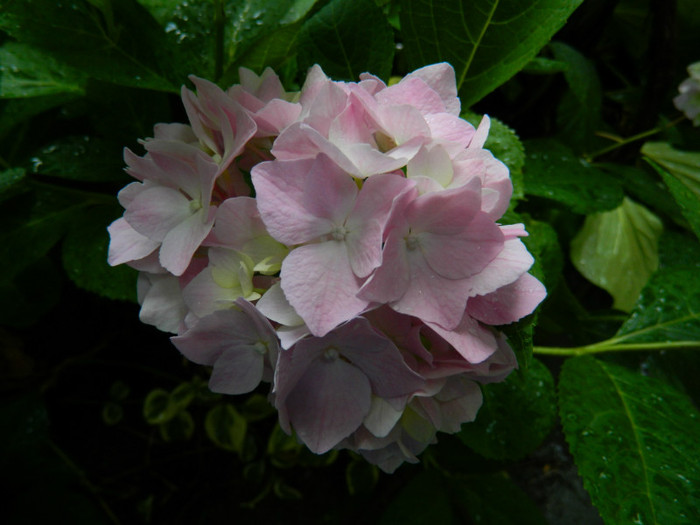 DSCN9427