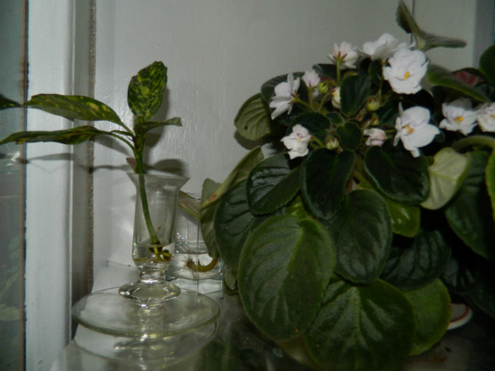 DSCN9456 - IUNIE 2 2012