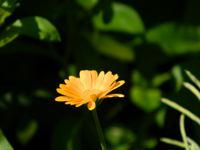 DSCN9482