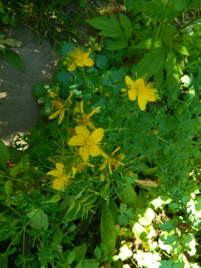 DSCN9487