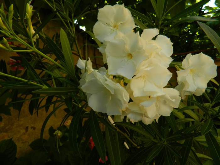 DSCN9523