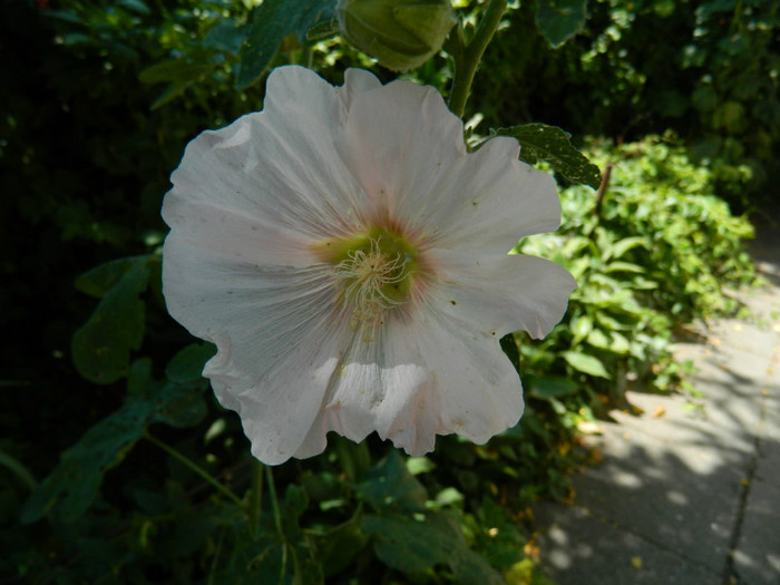 DSCN9527