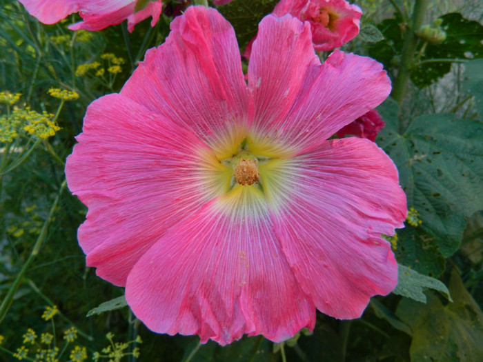 DSCN9545