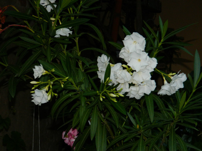 DSCN9607