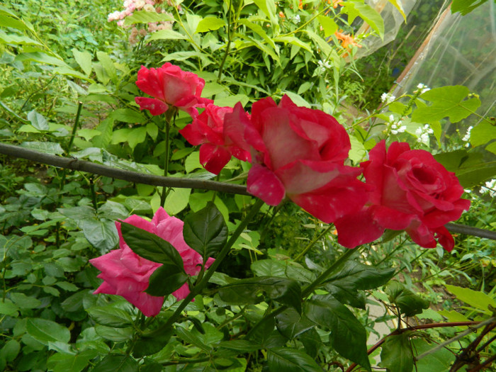 DSCN9616