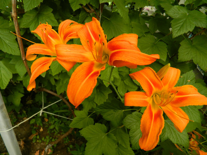 DSCN9622