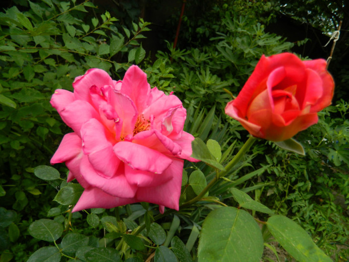 DSCN9628