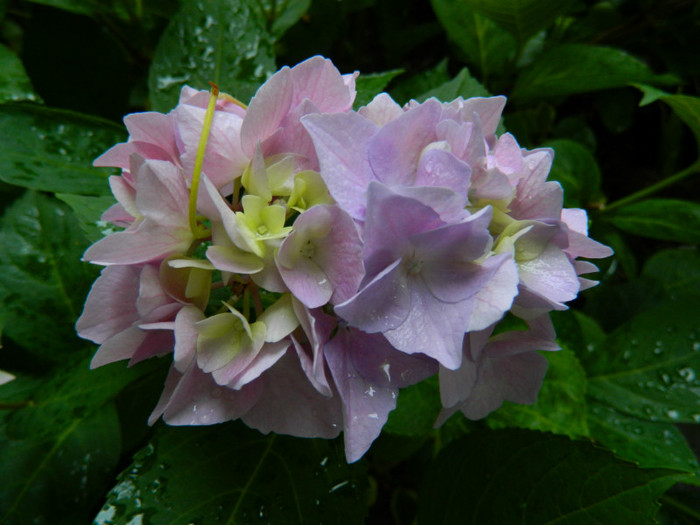 DSCN9688