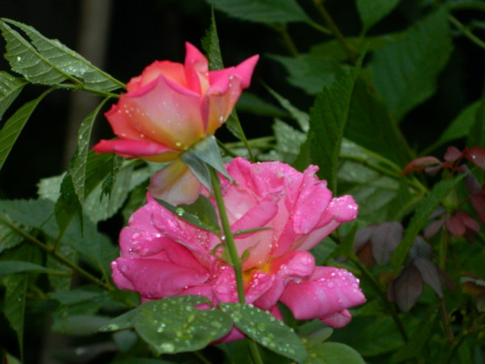 DSCN9692
