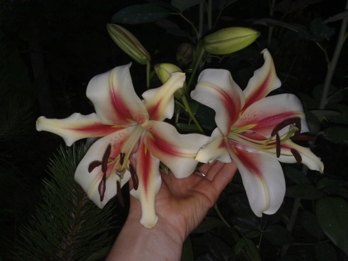 crin gigant Lavon - Crini