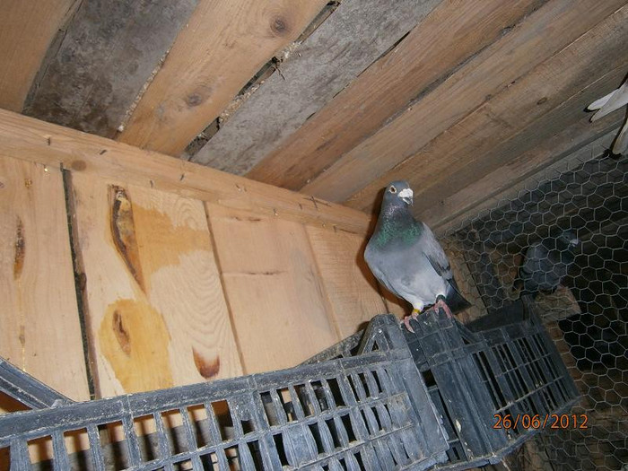 M 2007 UK - porumbei mei