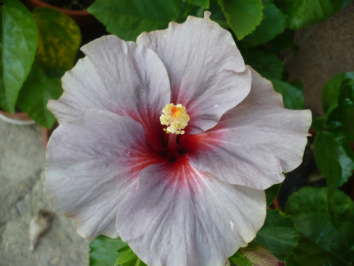 P1150274