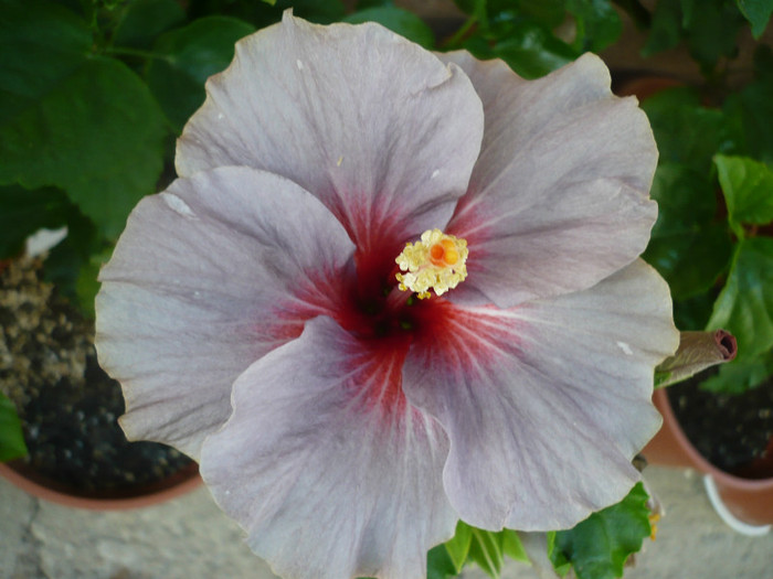 P1150275
