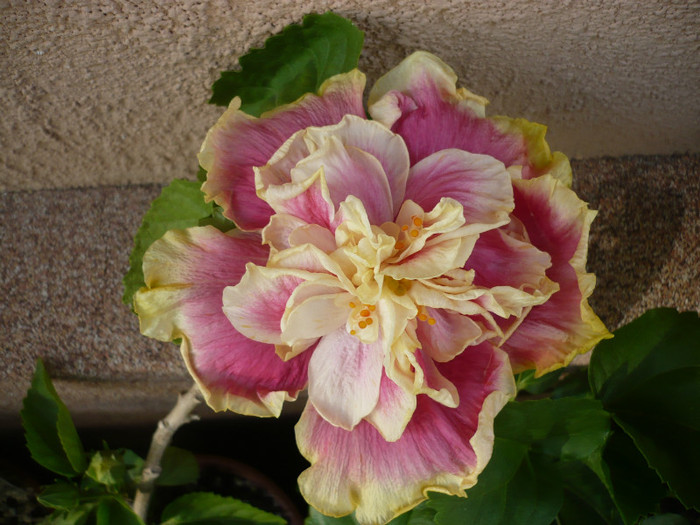 P1150282