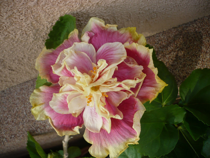 P1150283