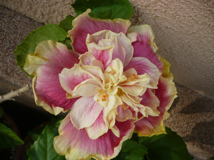 P1150284