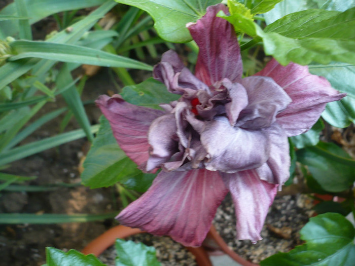 P1150287