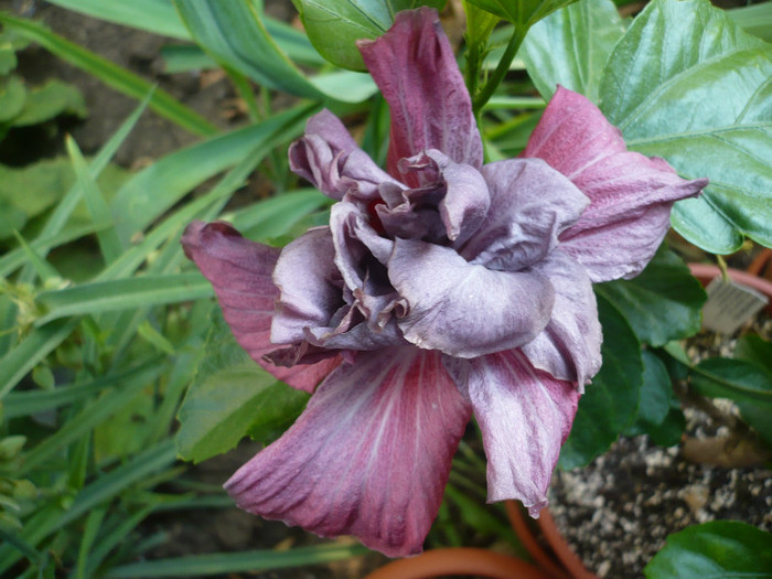 P1150289