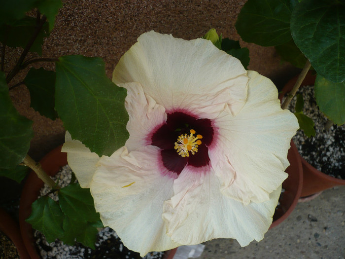 P1150290
