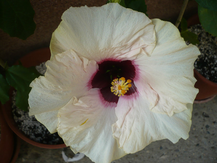 P1150291